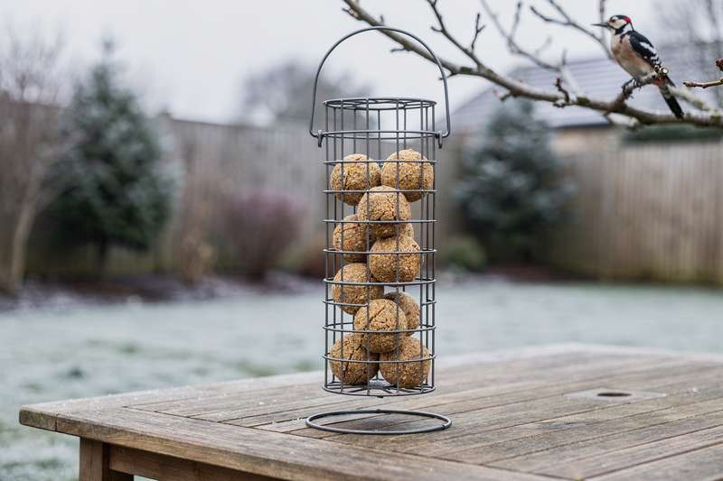 Picchio che becca una pallina di grasso dentro una mangiatoia metallica appesa a un ramo innevato.