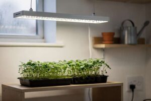 Mani che posizionano una lampada a LED su uno scaffale con piantine verdi in crescita sotto la luce.