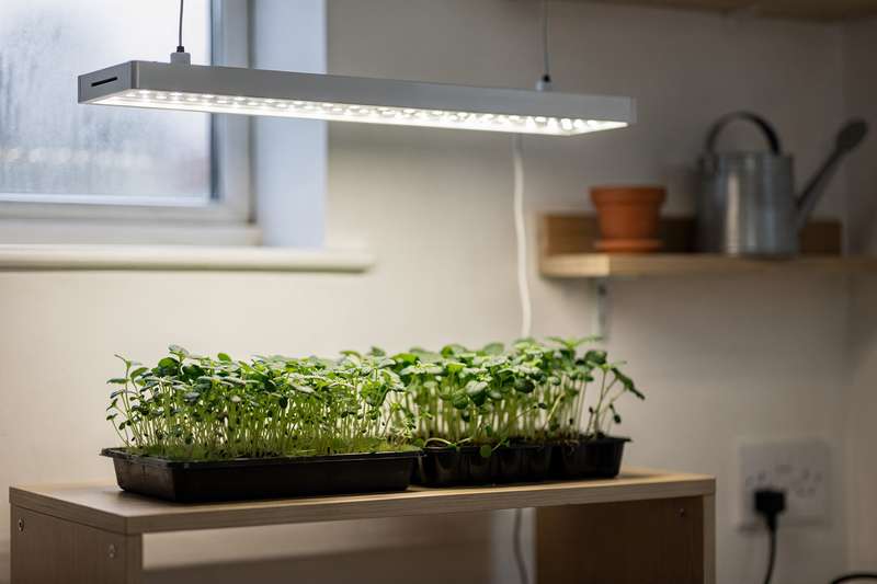 Mani che posizionano una lampada a LED su uno scaffale con piantine verdi in crescita sotto la luce.