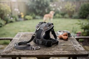 Le migliori pettorine per cani per le passeggiate: Guida all’acquisto 2026